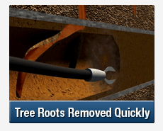 Tree Root Intrusions North Ryde